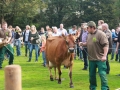 Ernte-und-Tierschaufest-2014-057