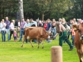 Ernte-und-Tierschaufest-2014-058