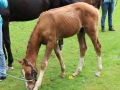 Ernte-und-Tierschaufest-2014-060