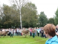 Ernte-und-Tierschaufest-2014-083