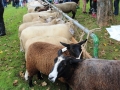 Ernte-und-Tierschaufest-2014-090