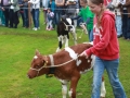 Ernte-und-Tierschaufest-2014-113